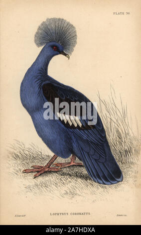 Western incoronato pigeon, Goura cristata, vulnerabili, nativo di Nuova Guinea. Acciaio Handcolored incisione di William Lizars dopo una illustrazione di Edward Lear da Prideaux John Selby del volume "Piccioni' nel Sir William Jardine è 'naturalista della biblioteca: Ornitologia,' pubblicato da W.H. Lizars, Edimburgo, 1835. Artista Edward Lear (1812-1888), oggi il più famoso per le sue opere letterarie sciocchezze e Limerick, era un esperto artista ornitologica che ha pubblicato "Illustrazioni della famiglia dei pappagalli o pappagalli' nel 1832. Foto Stock