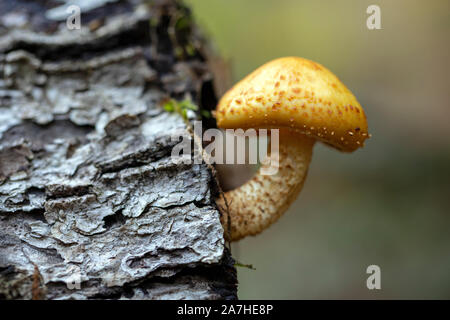 Lone (fungo Pholiota specie) crescono fuori di registro - Pisgah National Forest, Brevard, North Carolina, STATI UNITI D'AMERICA Foto Stock