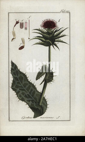 Cardo, Silybum marianum, nativo di Europa meridionale. Handcolored calcografia incisione botanica da Johannes Zorn "Afbeelding der Artseny-Gewassen", Jan Christiaan Sepp, Amsterdam, 1796. Zorn pubblicato per la prima volta il suo medico illustrato botanica di Norimberga nel 1780 con 500 lastre ed una versione olandese seguita nel 1796 pubblicato da J.C. Sepp con un ulteriore 100 piastre. Zorn (1739-1799) era un tedesco il farmacista e botanico che ha raccolto le piante medicinali provenienti da tutta Europa per il suo "Icones plantarum medicinalium' per oncia e medici. Foto Stock