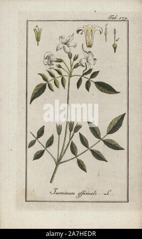 Il gelsomino Jasminum officinale. Handcolored calcografia incisione botanica da Johannes Zorn "Afbeelding der Artseny-Gewassen", Jan Christiaan Sepp, Amsterdam, 1796. Zorn pubblicato per la prima volta il suo medico illustrato botanica di Norimberga nel 1780 con 500 lastre ed una versione olandese seguita nel 1796 pubblicato da J.C. Sepp con un ulteriore 100 piastre. Zorn (1739-1799) era un tedesco il farmacista e botanico che ha raccolto le piante medicinali provenienti da tutta Europa per il suo "Icones plantarum medicinalium' per oncia e medici. Foto Stock