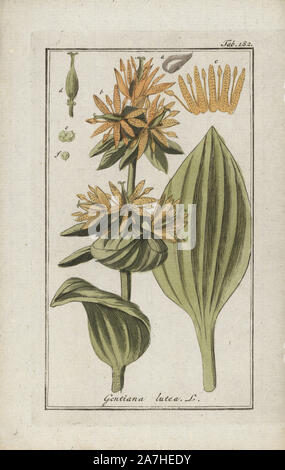 Grande giallo, genziana lutea Gentiana, nativo per l'Europa. Handcolored calcografia incisione botanica da Johannes Zorn "Afbeelding der Artseny-Gewassen", Jan Christiaan Sepp, Amsterdam, 1796. Zorn pubblicato per la prima volta il suo medico illustrato botanica di Norimberga nel 1780 con 500 lastre ed una versione olandese seguita nel 1796 pubblicato da J.C. Sepp con un ulteriore 100 piastre. Zorn (1739-1799) era un tedesco il farmacista e botanico che ha raccolto le piante medicinali provenienti da tutta Europa per il suo "Icones plantarum medicinalium' per oncia e medici. Foto Stock