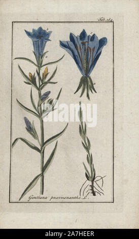 Marsh genziana, Gentiana pneumonanthe, nativo per l'Europa. Handcolored calcografia incisione botanica da Johannes Zorn "Afbeelding der Artseny-Gewassen", Jan Christiaan Sepp, Amsterdam, 1796. Zorn pubblicato per la prima volta il suo medico illustrato botanica di Norimberga nel 1780 con 500 lastre ed una versione olandese seguita nel 1796 pubblicato da J.C. Sepp con un ulteriore 100 piastre. Zorn (1739-1799) era un tedesco il farmacista e botanico che ha raccolto le piante medicinali provenienti da tutta Europa per il suo "Icones plantarum medicinalium' per oncia e medici. Foto Stock