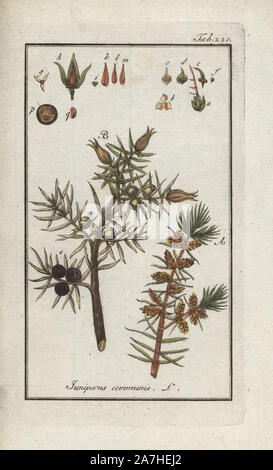 Albero di ginepro, Juniperus communis. Handcolored calcografia incisione botanica da Johannes Zorn "Afbeelding der Artseny-Gewassen", Jan Christiaan Sepp, Amsterdam, 1796. Zorn pubblicato per la prima volta il suo medico illustrato botanica di Norimberga nel 1780 con 500 lastre ed una versione olandese seguita nel 1796 pubblicato da J.C. Sepp con un ulteriore 100 piastre. Zorn (1739-1799) era un tedesco il farmacista e botanico che ha raccolto le piante medicinali provenienti da tutta Europa per il suo "Icones plantarum medicinalium' per oncia e medici. Foto Stock