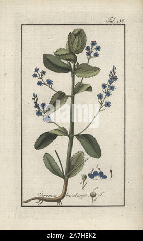 Brooklime o unione speedwell, Veronica beccabunga. Handcolored calcografia incisione botanica da Johannes Zorn "Afbeelding der Artseny-Gewassen", Jan Christiaan Sepp, Amsterdam, 1796. Zorn pubblicato per la prima volta il suo medico illustrato botanica di Norimberga nel 1780 con 500 lastre ed una versione olandese seguita nel 1796 pubblicato da J.C. Sepp con un ulteriore 100 piastre. Zorn (1739-1799) era un tedesco il farmacista e botanico che ha raccolto le piante medicinali provenienti da tutta Europa per il suo "Icones plantarum medicinalium' per oncia e medici. Foto Stock