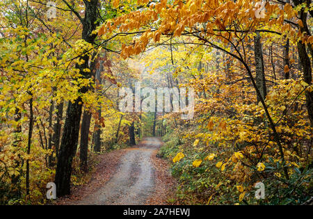 Strada tortuosa attraverso il vibrante caduta delle foglie nella foresta nazionale di Pisgah, Brevard, North Carolina, STATI UNITI D'AMERICA Foto Stock