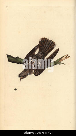 Nightjar europea, Caprimulgus europaeus. Copperplate Handcolored disegnato e inciso da Edward Donovan dalla sua "Storia naturale di uccelli britannico", Londra, 1794-1819. Edward Donovan (1768-1837) era un dilettante anglo-irlandese dello zoologo, scrittore, artista ed incisore. Egli ha scritto ed illustrato una serie di volumi di uccelli, pesci e conchiglie di insetti, aprì il suo museo di storia naturale di Londra, ma in seguito cadde su hard times e morì senza un soldo. Foto Stock