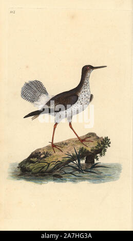 Gambo rosso, Tringa totanus. Copperplate Handcolored disegnato e inciso da Edward Donovan dalla sua "Storia naturale di uccelli britannico", Londra, 1794-1819. Edward Donovan (1768-1837) era un dilettante anglo-irlandese dello zoologo, scrittore, artista ed incisore. Egli ha scritto ed illustrato una serie di volumi di uccelli, pesci e conchiglie di insetti, aprì il suo museo di storia naturale di Londra, ma in seguito cadde su hard times e morì senza un soldo. Foto Stock