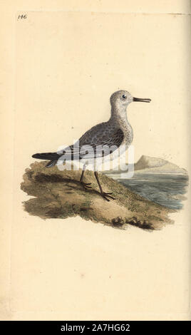 Sanderling, Calidris alba. Copperplate Handcolored disegnato e inciso da Edward Donovan dalla sua "Storia naturale di uccelli britannico", Londra, 1794-1819. Edward Donovan (1768-1837) era un dilettante anglo-irlandese dello zoologo, scrittore, artista ed incisore. Egli ha scritto ed illustrato una serie di volumi di uccelli, pesci e conchiglie di insetti, aprì il suo museo di storia naturale di Londra, ma in seguito cadde su hard times e morì senza un soldo. Foto Stock