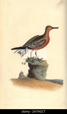 Nodo rosso, Calidris canutus. Copperplate Handcolored disegnato e inciso da Edward Donovan dalla sua "Storia naturale di uccelli britannico", Londra, 1794-1819. Edward Donovan (1768-1837) era un dilettante anglo-irlandese dello zoologo, scrittore, artista ed incisore. Egli ha scritto ed illustrato una serie di volumi di uccelli, pesci e conchiglie di insetti, aprì il suo museo di storia naturale di Londra, ma in seguito cadde su hard times e morì senza un soldo. Foto Stock