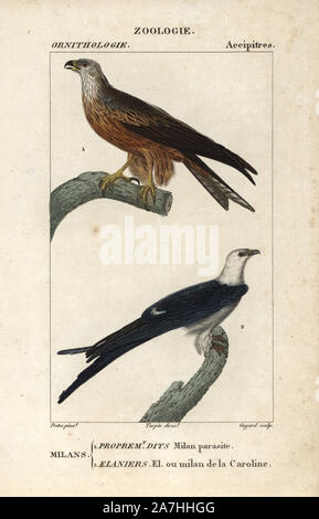 Nibbio, Milvus migrans, e deglutire-tailed kite, Elanoides forficatus. Handcolored calcografia incisione imbianchini da Dumont de Sainte-Croix's 'dictionary di scienze naturali: Ornitologia", Parigi, Francia, 1816-1830. Illustrazione di J. G. Pretre, inciso da Guyard, diretta da Pierre Jean-Francois Turpin, e pubblicato da F.G. Levrault. Jean Gabriel Pretre (17801845) era pittore di storia naturale a Imperatrice Josephine's zoo e divenne in seguito un artista al Museo di Storia Naturale. Turpin (1775-1840) è considerato uno dei più grandi francese illustratori botanici del XIX secolo. Foto Stock