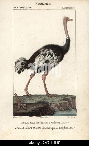 Comune, struzzo Struthio camelus, con piede di American Rhea o nandou, Rhea americana. Handcolored calcografia incisione imbianchini da Dumont de Sainte-Croix's 'dictionary di scienze naturali: Ornitologia", Parigi, Francia, 1816-1830. Illustrazione di J. G. Pretre, inciso da David, diretta da Pierre Jean-Francois Turpin, e pubblicato da F.G. Levrault. Jean Gabriel Pretre (17801845) era pittore di storia naturale a Imperatrice Josephine's zoo e divenne in seguito un artista al Museo di Storia Naturale. Turpin (1775-1840) è considerato uno dei più grandi francese illustratori botanici del 19t Foto Stock