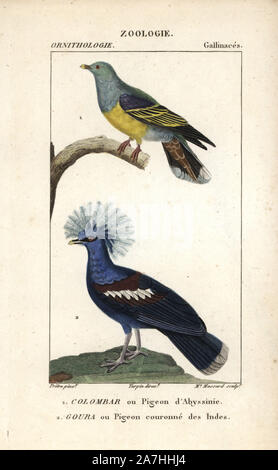 African Green Pigeon, Treron calvus e western o blu incoronato pigeon, Goura cristata (vulnerabili). Handcolored calcografia incisione imbianchini da Dumont de Sainte-Croix's 'dictionary di scienze naturali: Ornitologia", Parigi, Francia, 1816-1830. Illustrazione di J. G. Pretre, inciso da David, diretta da Pierre Jean-Francois Turpin, e pubblicato da F.G. Levrault. Jean Gabriel Pretre (17801845) era pittore di storia naturale a Imperatrice Josephine's zoo e divenne in seguito un artista al Museo di Storia Naturale. Turpin (1775-1840) è considerato uno dei più grandi francese illustratori botanici Foto Stock