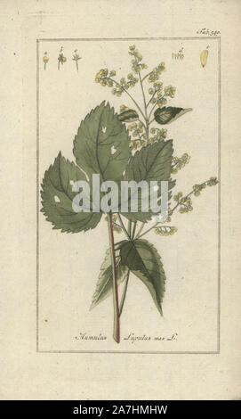 Luppolo (maschio), Humulus lupulus mas. Handcolored calcografia incisione botanica da Johannes Zorn "Afbeelding der Artseny-Gewassen", Jan Christiaan Sepp, Amsterdam, 1796. Zorn pubblicato per la prima volta il suo medico illustrato botanica di Norimberga nel 1780 con 500 lastre ed una versione olandese seguita nel 1796 pubblicato da J.C. Sepp con un ulteriore 100 piastre. Zorn (1739-1799) era un tedesco il farmacista e botanico che ha raccolto le piante medicinali provenienti da tutta Europa per il suo "Icones plantarum medicinalium' per oncia e medici. Foto Stock