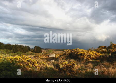 Tipico paesaggio di Connemara con alberi, ginestre e boglands Foto Stock