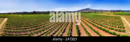 Ultra wide panorama dell'antenna 180 gradi su vigneti in agricoltura coltivato farm - Hunter Valley regione vinicola, Australia. Sunny summer day ov Foto Stock