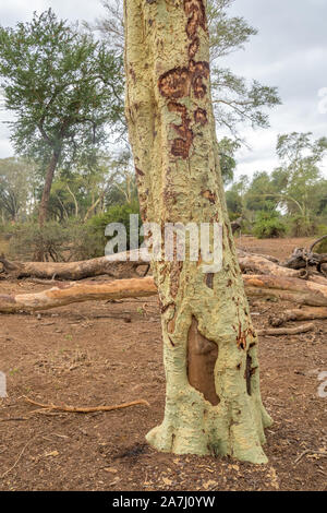 Un albero di febbre con evidenza di danno causato da attività di elefante immagine in formato verticale Foto Stock