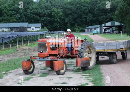 New York, Stati Uniti d'America. 13 Ago, 2019. Jiang Mingtao aziona un trattore per ispezionare la sua ginseng terreni agricoli nella contea di maratona, Wisconsin, Stati Uniti, e il agosto 13, 2019. Credito: Liu Yanan/Xinhua/Alamy Live News Foto Stock