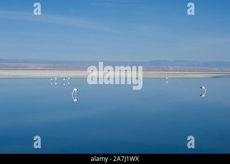 San Pedro de Atacama, Antofagasta, Cile - 01 Novembre 2012: Fenicotteri nella grande lago Cejar (Laguna Cejar), nel deserto di Atacama Foto Stock