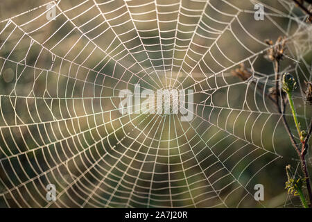 In primo piano di una retro illuminato spider web con gocce d'acqua durante il periodo autunnale in Germania Foto Stock