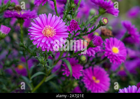 Ripresa macro di un viola multi-petaled fiore con sfondo verde durante il periodo estivo Foto Stock