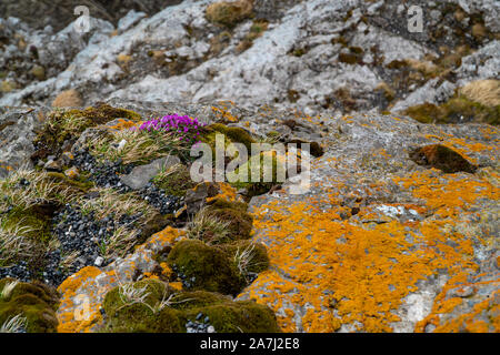 Piccoli fiori colorati è in crescita sulla superficie ruvida in Islanda durante il periodo estivo Foto Stock