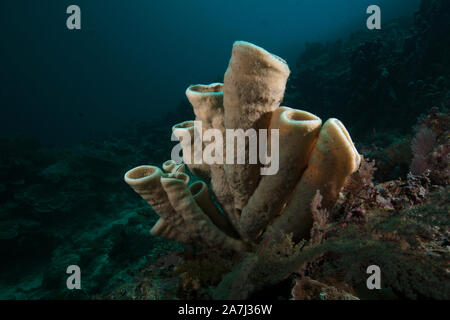 Coralli tubolare. Fantastico mondo sottomarino di Maratua Island in East Kalimantan, il mare Sulwaesi. Foto Stock