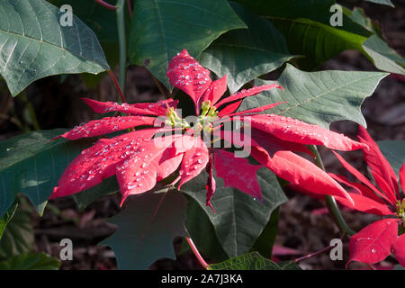 Sydney Australia, gocce d'acqua sul fiore rosso di un albero poinsettia Foto Stock