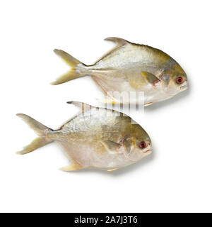 Coppia di crudo fresco golden pomfret pesci o i pesci castagna pesce isolato su sfondo bianco Foto Stock