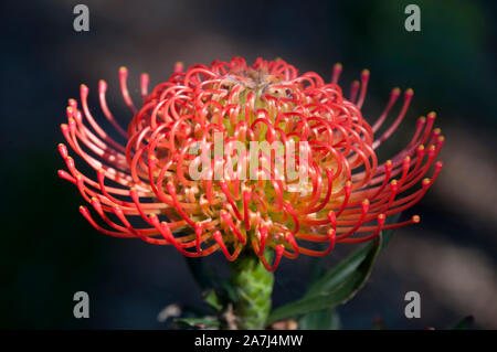 Sydney Australia, arancio brillante flowerhead di Leucospermum x lineare arbusto Foto Stock