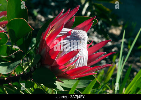 Sydney Australia, flowerhead di protea cynaroides piccolo principe Foto Stock