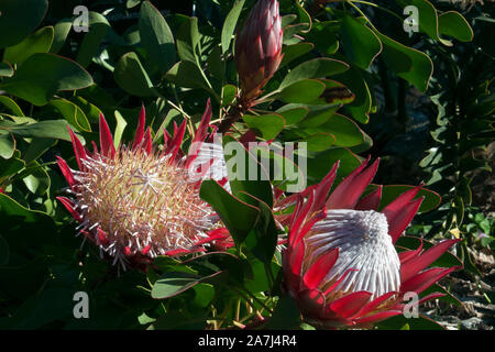 Sydney Australia, fresche e morendo flowerheads del Protea cynaroides piccolo principe Foto Stock