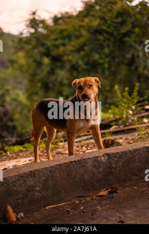 Un cane vagare intorno a una delle attrazioni turistiche Foto Stock