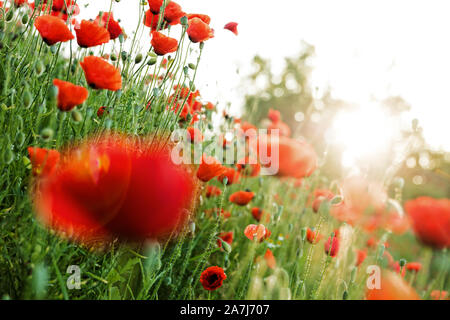 Papavero rosso campo nel sunrise, orizzontale shot con cielo blu Foto Stock