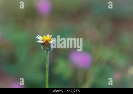 Un bianco wild daisy fiori di erba sotto la luce del sole estivo di messa a fuoco selettiva di erba verde campo con autentica di sfocatura dello sfondo all'aperto Foto Stock