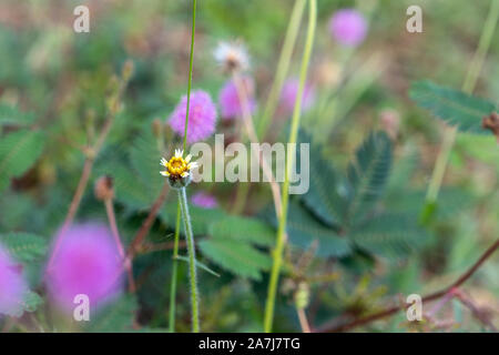 Un bianco wild daisy fiori di erba sotto la luce del sole estivo di messa a fuoco selettiva di erba verde campo con autentica di sfocatura dello sfondo all'aperto Foto Stock