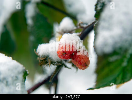 Lampone su un ramo con foglie, coperto di neve. Foto Stock
