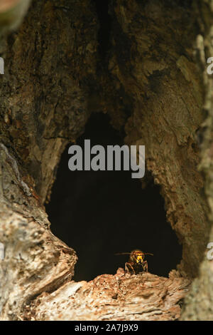 Unione Hornet (Vespa crabro) adulti in ingresso al foro di nido, Wales, Regno Unito, ottobre Foto Stock