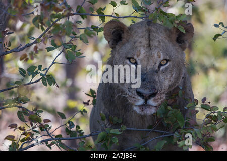 Ritratto di un giovane leone maschio (panthera leo) in Moremi NP (Bodumatau), Botswana Foto Stock