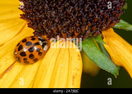 Arlecchino Coccinella - Harmonia axyridis sul fiore giallo Foto Stock