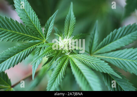 Blooming pianta di cannabis. La marijuana boccioli di fiori. Foto Stock