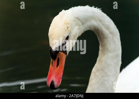 Nuotarono bianco nuotare nel fiume. Primo piano della testa. Foto Stock