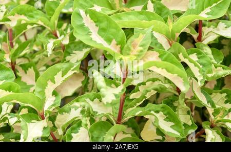 Sfondo e testurizzato, bella caricatura o Graptophyllum Pictum piante con verde e foglie di colore bianco per la decorazione del giardino. Foto Stock