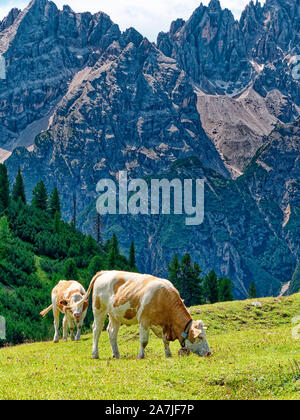 Mucche mangiano erba del prato estate montagna mucche mangiano erba del prato estate montagna Foto Stock