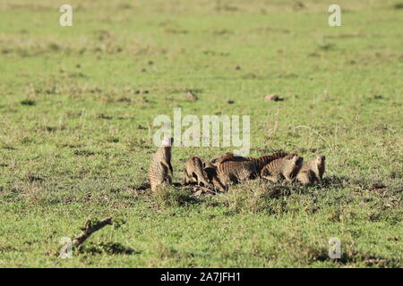 Nastrare mongooses nella savana africana. Foto Stock