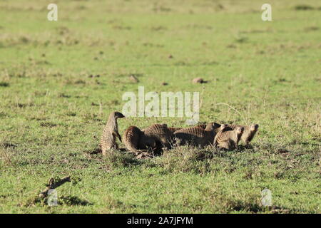 Nastrare mongooses nella savana africana. Foto Stock