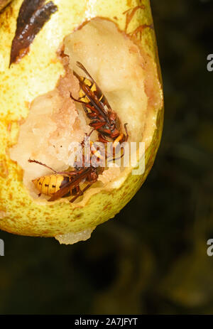 Unione Hornet (Vespa crabro) adulti la raccolta di frutta di pera, Wales, Regno Unito, ottobre Foto Stock