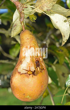 Unione Hornet (Vespa crabro) adulti la raccolta di frutta di pera, Wales, Regno Unito, ottobre Foto Stock