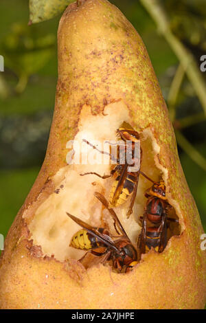 Unione Hornet (Vespa crabro) adulti la raccolta di frutta di pera, Wales, Regno Unito, ottobre Foto Stock