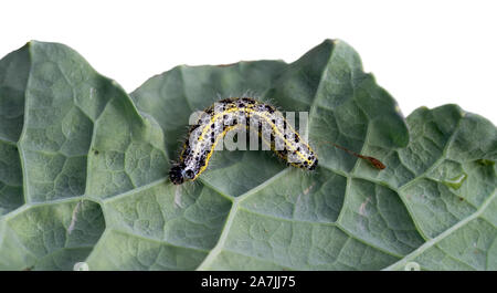 Caterpillar da un grande cavolo bianco farfalla sulla foglia di cavolo, parte iaolated aganst bianco dietro. Sarcococca brassicae. Foto Stock