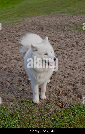 Samoiedo in esecuzione in un campo di erba. Cane a camminare e giocare nel parco. Felici nel selvaggio. Questo cane noto anche come Bjelkier Foto Stock